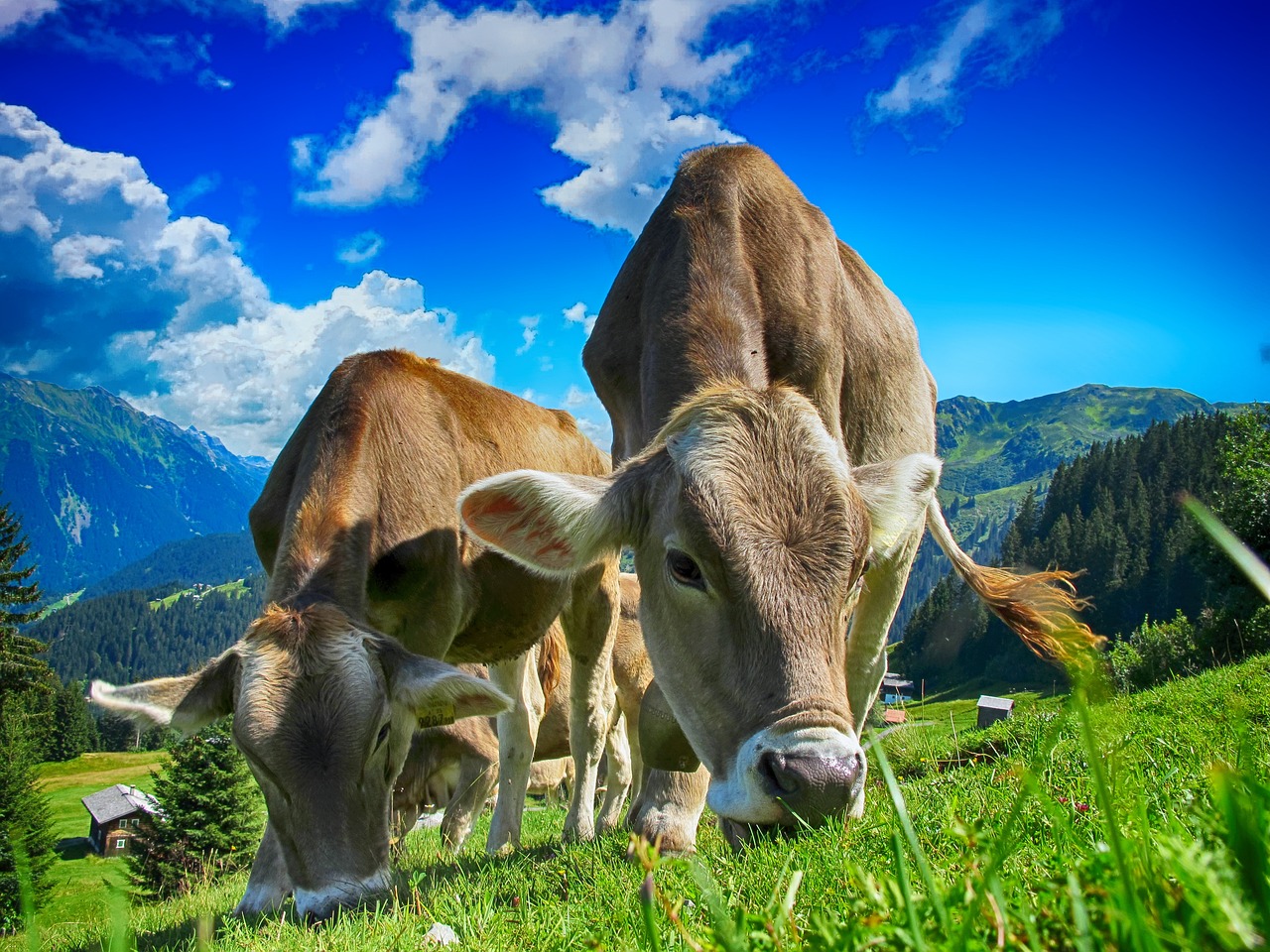 sapi/pixabay
