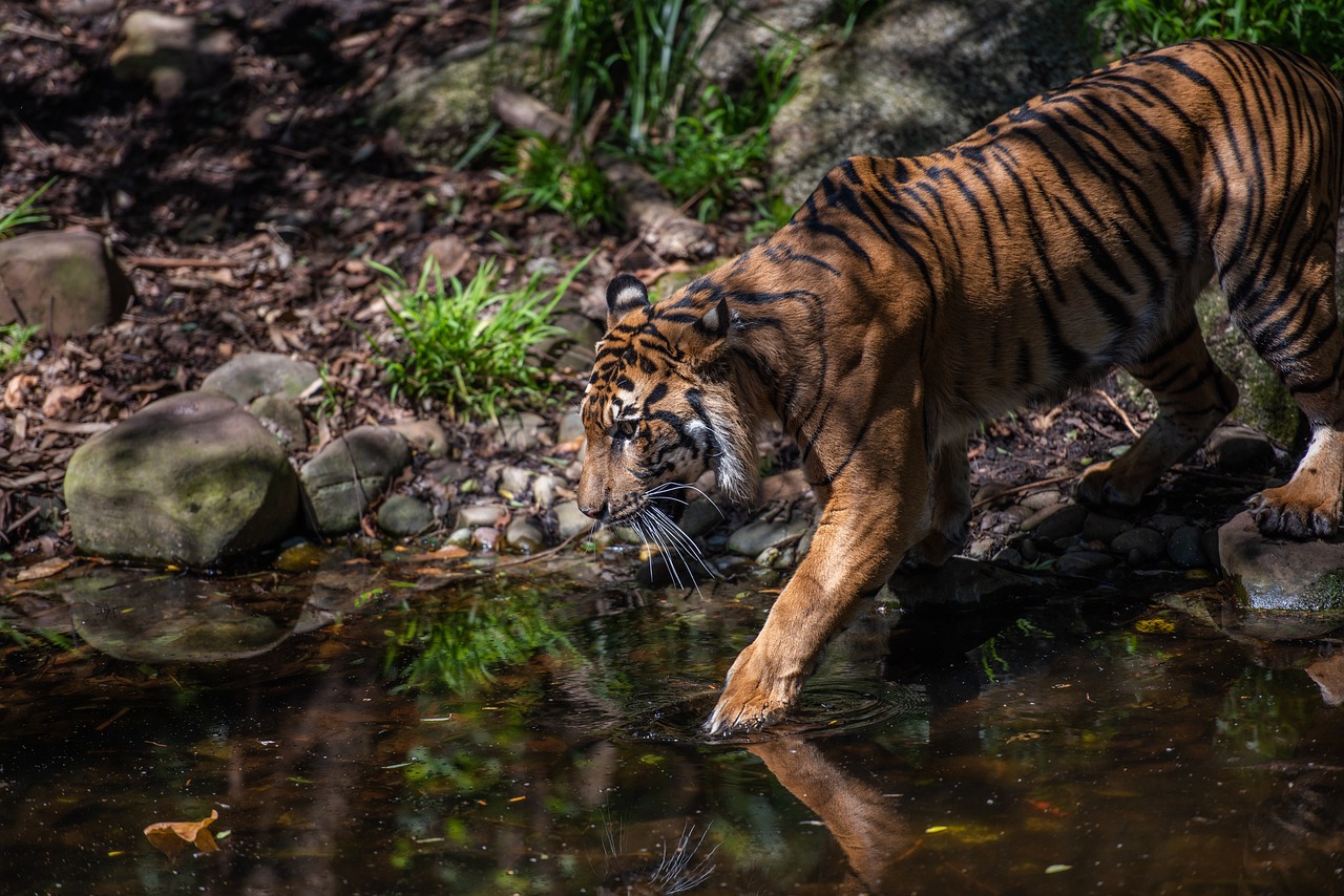 harimau-harimau-sumatera-pixabay